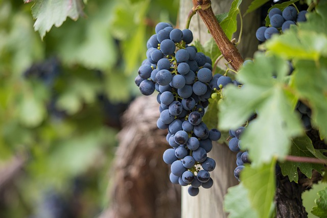 Master VIN Verification: Check History, Decode Numbers, Prevent Fraud
