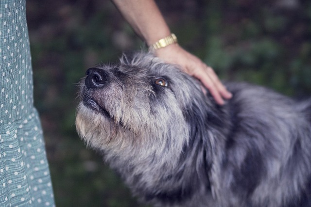 Deceased owner title transfer