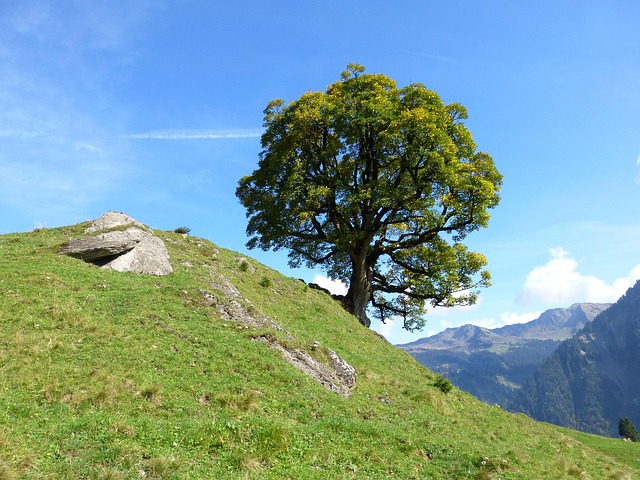 Avoid DMV Late Fees: Book Consultation Now