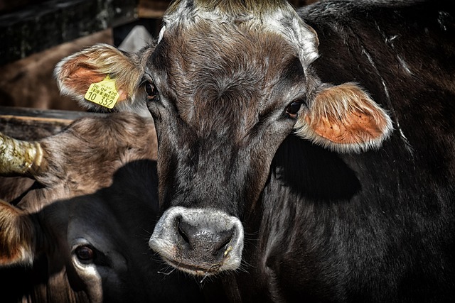 Quick auto tags Riverside lien