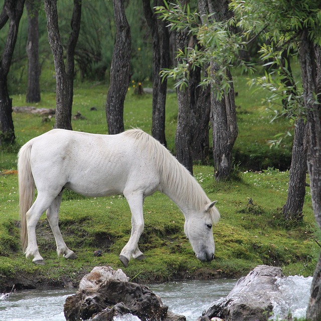 Riverside duplicate title service