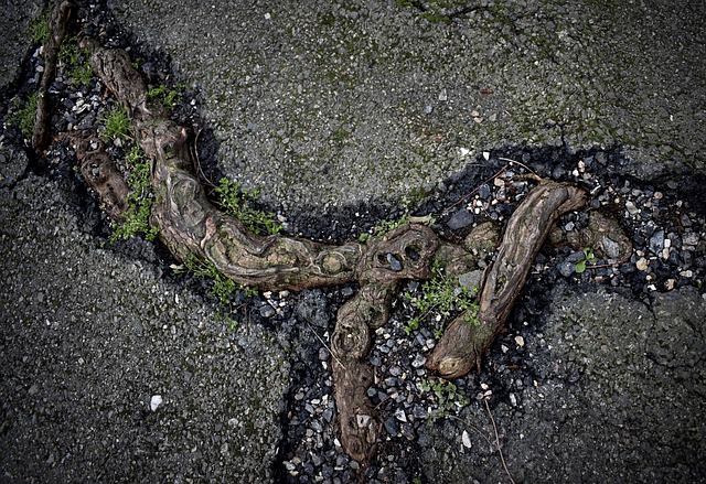 Mastering Damaged Title Replacement: Local Experts Guide