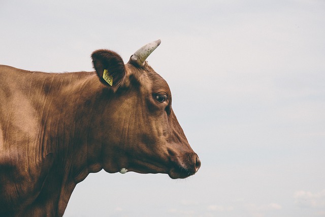 Quick auto tags registration