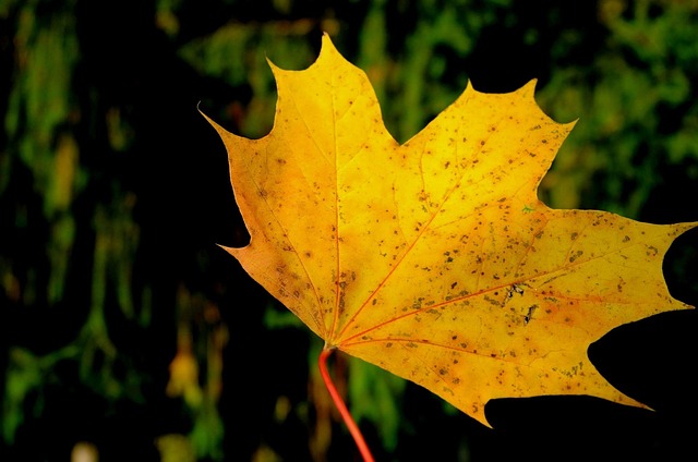 Avoid DMV late fees