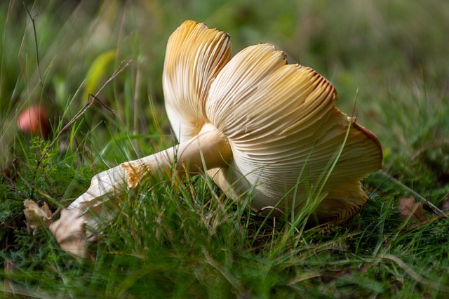 Damaged title replacement