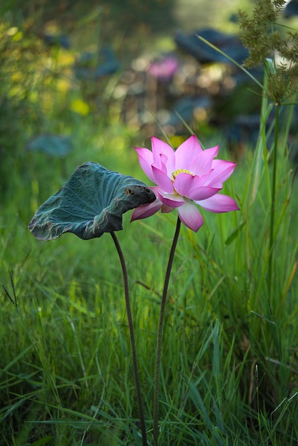 Short lien sale processing time