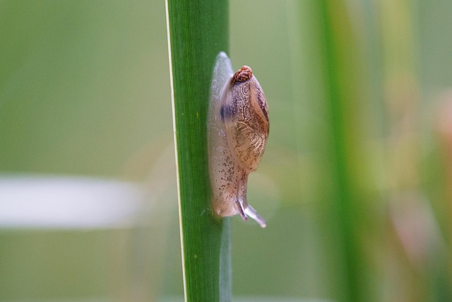 Damaged title replacement cost