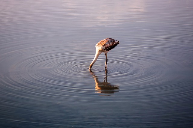 Long lien sale processing time